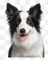 Pet Surgery Lakewood Ranch Bradenton Coastal Animal - Border Collie Puppies Png,Icon Border Collies