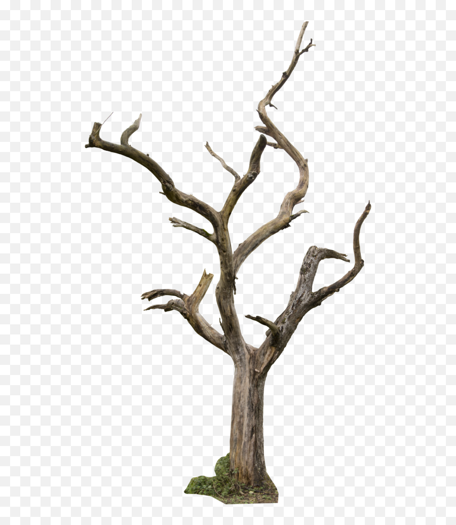 Dying Tree Png Transparent Collections - Dry Trees Png,Forest Trees Png