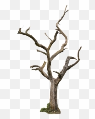 Dying Tree Png Transparent Collections - Dry Trees Png,Forest Trees Png