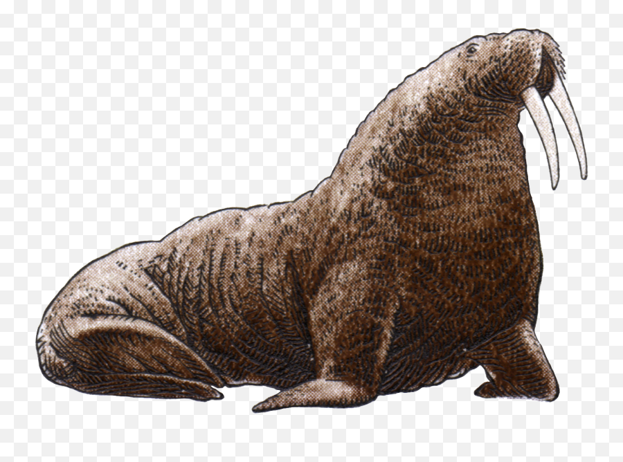 Walrus Png Image File - Arctic Walrus No Background Transparent Walrus Png,Whiskers Png