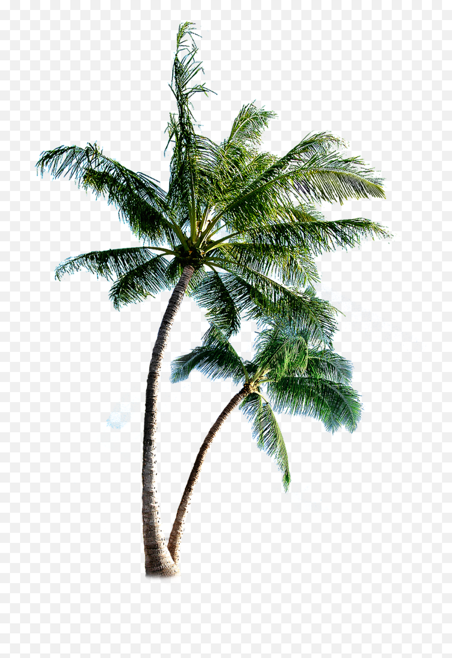 Download Coqueiros - Transparent Background Palm Tree Png,Palmeras Png
