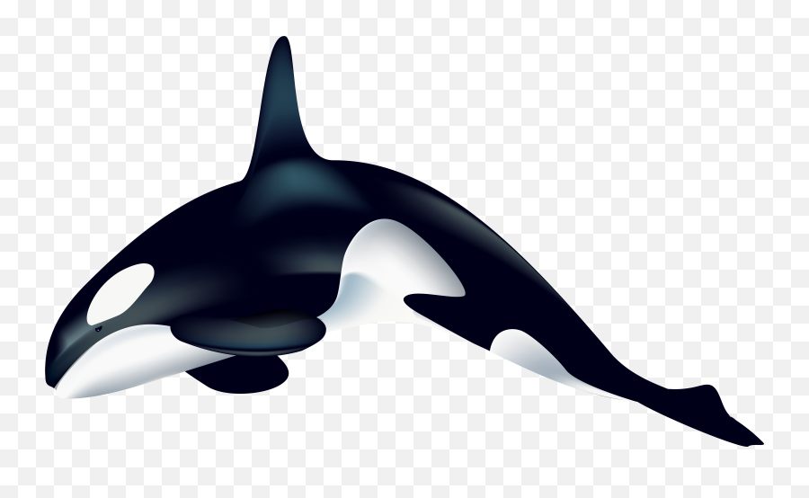 Killer Whale Clip Art - Transparent Killer Whale Clipart Png,Orca Png