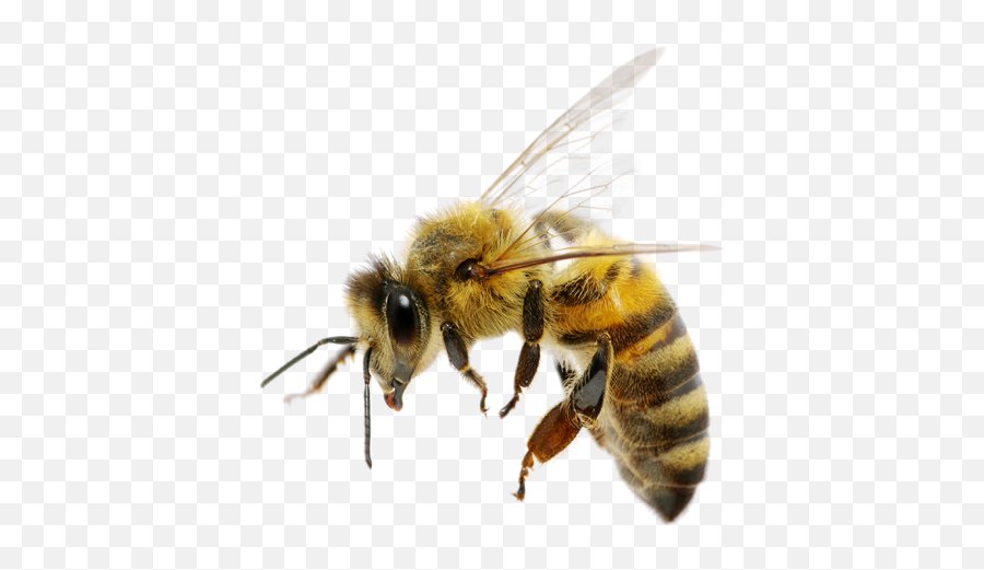 Bee Png - Transparent Background Bee Png,Bees Png