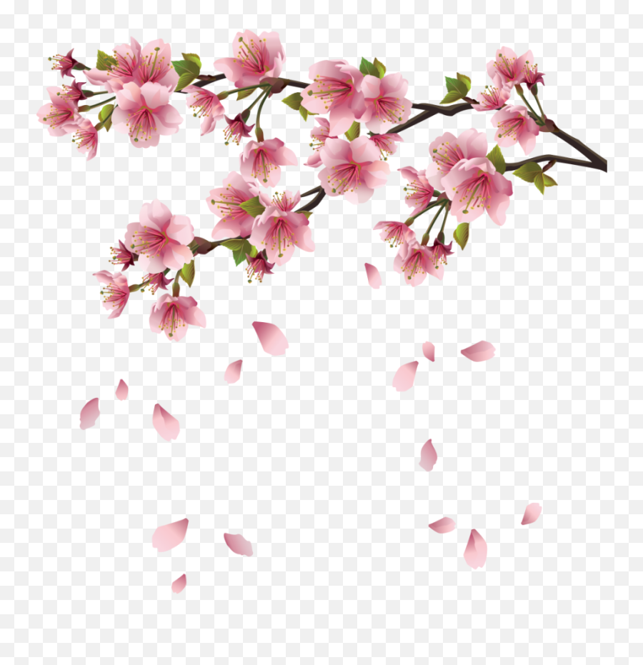 Image Beautiful Pink Spring - Falling Cherry Blossom Png Png Falling Cherry Blossom,Blossom Png