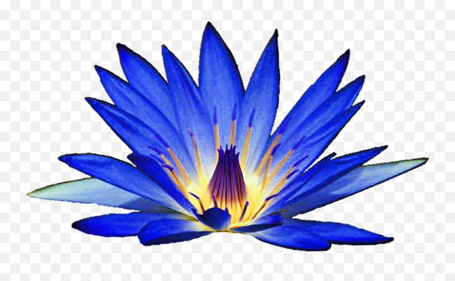 Blue Water Lily Clipart - Blue Water Lily Clipart Png,Lily Png
