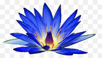 Blue Water Lily Clipart - Blue Water Lily Clipart Png,Lily Png