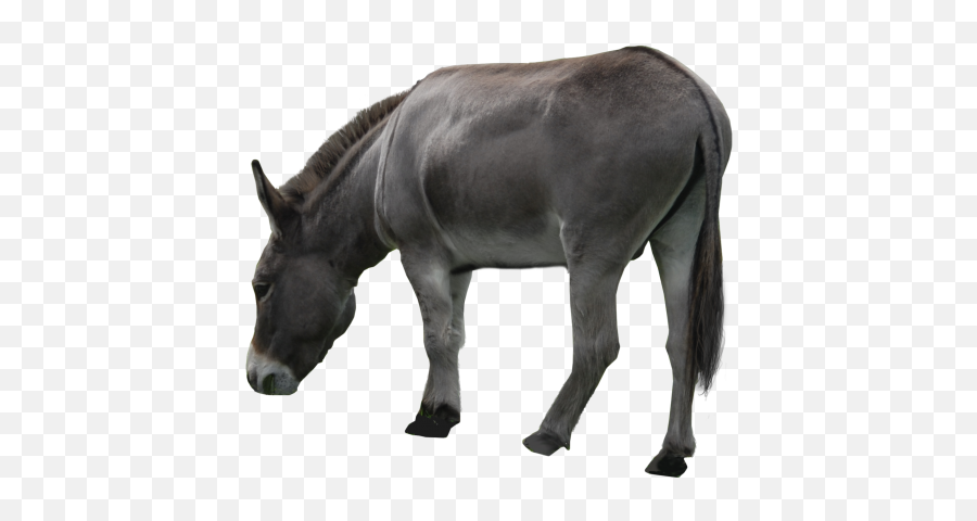 Donkey Png Images Transparent Free - Burro Png,Donkey Png