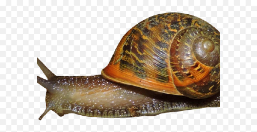 Download Snail Png Image With No Background - Pngkeycom Snail Transparent Png,Snail Png