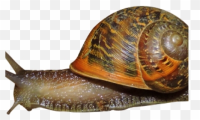Download Snail Png Image With No Background - Pngkeycom Snail Transparent Png,Snail Png