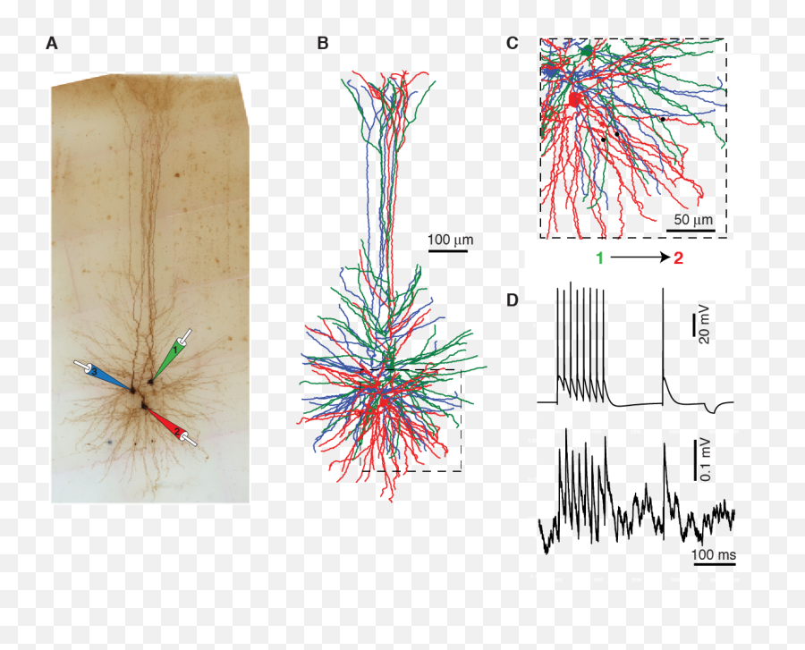 Human Neurons - Diagram Png,Neuron Png
