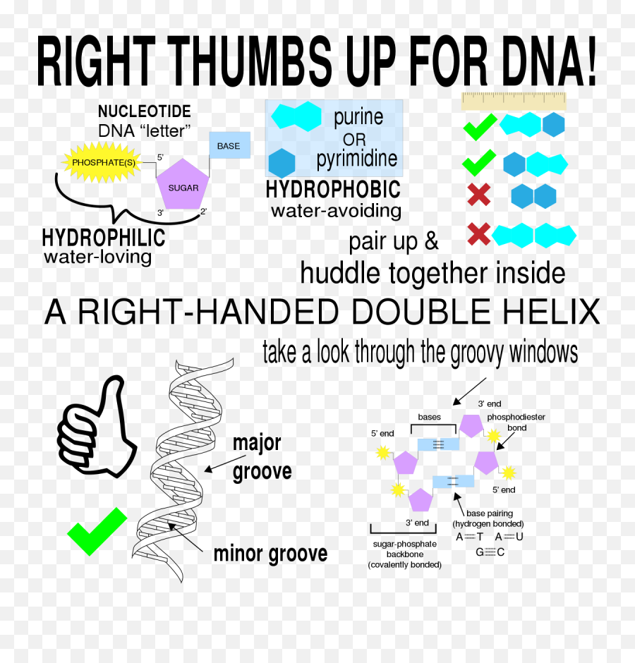 Filedna Double Helixsvg - Wikimedia Commons Thumbs Up Symbol Png,Double Helix Png