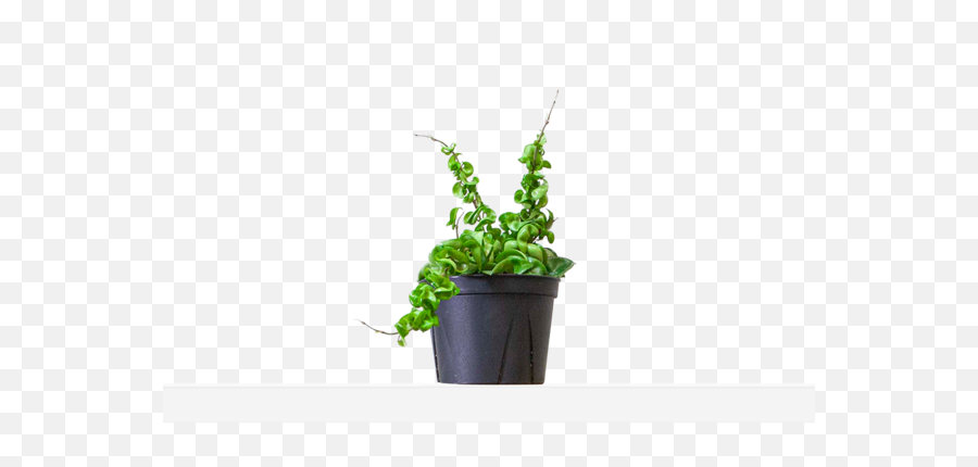 Vining Plants Free Shipping - Flowerpot Png,Hanging Plants Png