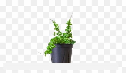 Vining Plants Free Shipping - Flowerpot Png,Hanging Plants Png