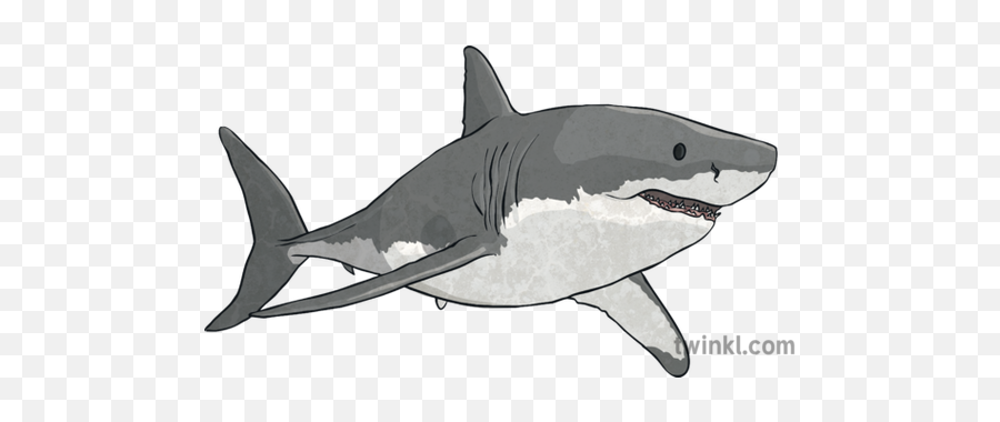 Great White Shark 2 Illustration - Great White Shark Illustration Png,Great White Shark Png