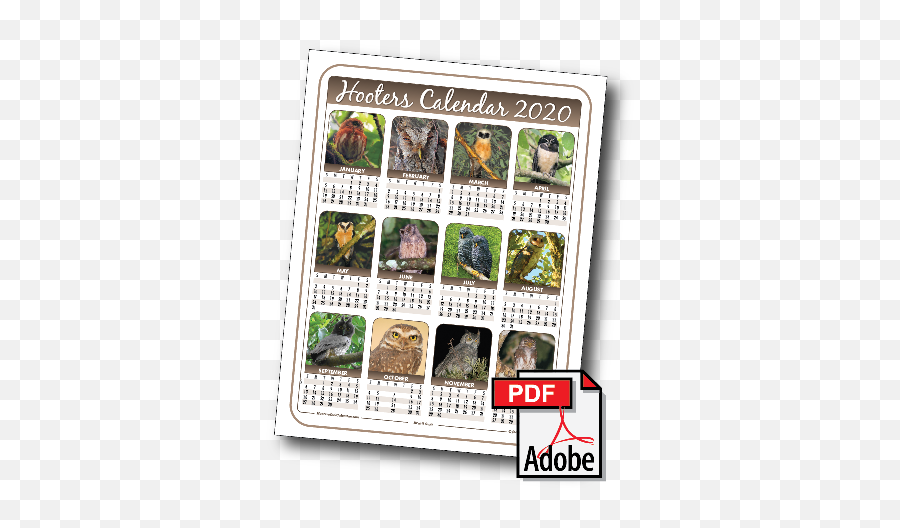 2020 Hooters Owl Calendar - Adobe Pdf Png,Hooters Logo Png