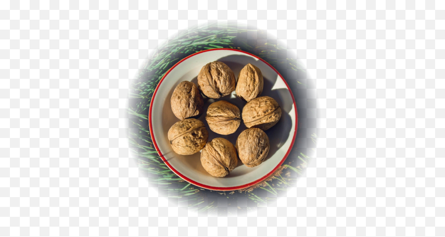 Ukr - Walnut Png,Walnuts Png