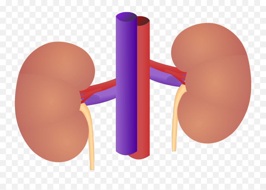 Kidney Transparent Png Image - Fun Urinary System Transparent Background,Kidney Png