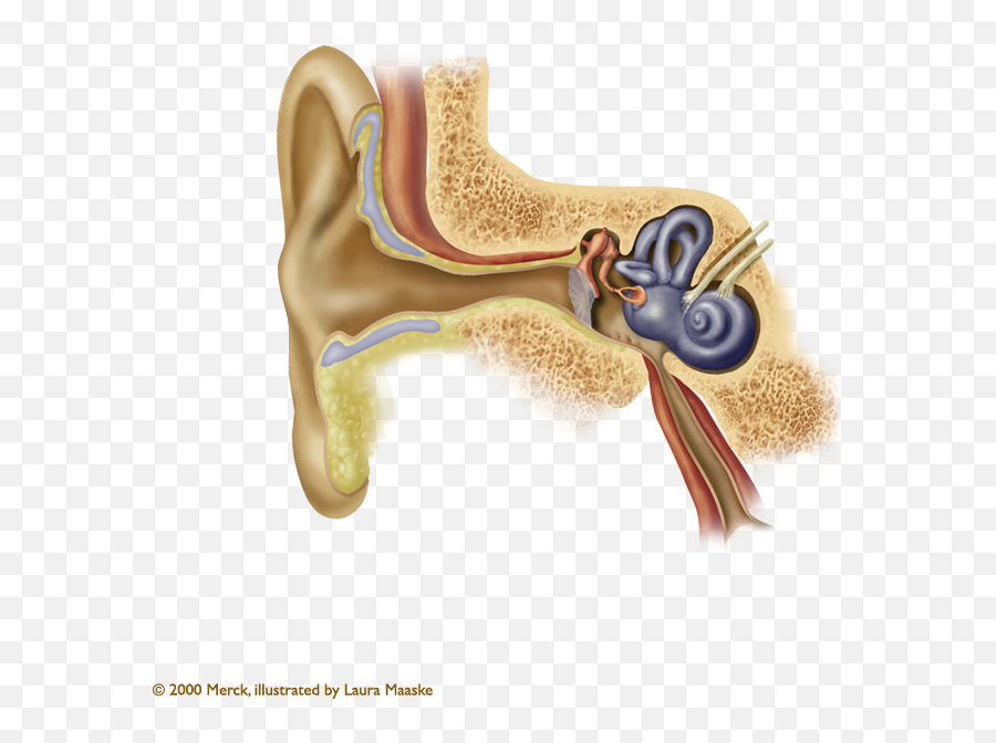 Outer Middle - Parts Of Ear Png,Ear Transparent