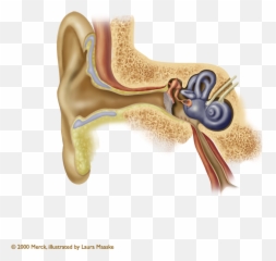 Outer Middle - Parts Of Ear Png