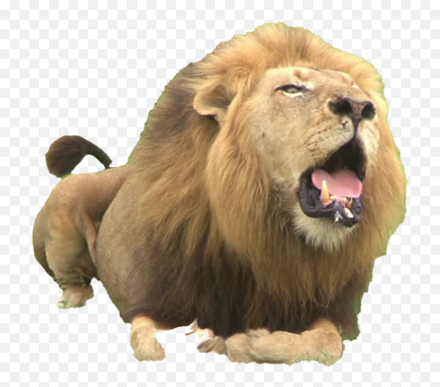 Big Lion Roar Png Transparent - Png Transparent Background Lion,Lion Transparent Background