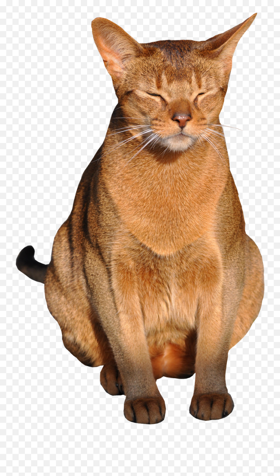 Cat Png With Transparent Background Clipart