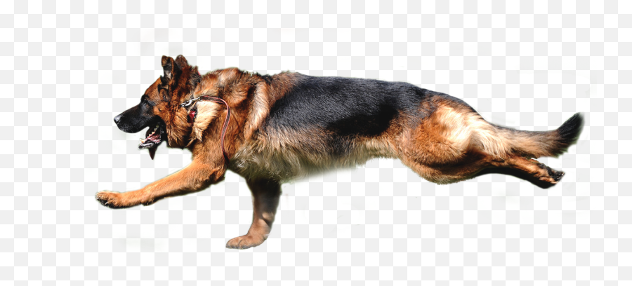 Home - Collar Png,German Shepherd Transparent