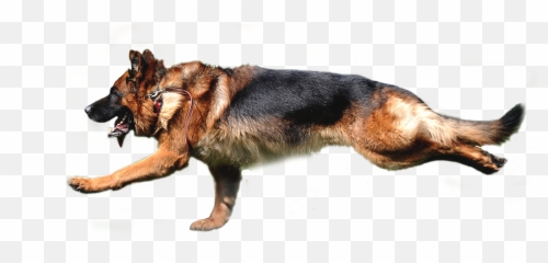 Home - Collar Png,German Shepherd Transparent