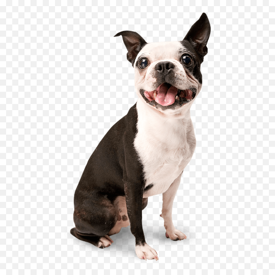 Dog Png Image Beautiful Dogs Transparent Pictures - Free Dogs Isolated,Dog Sitting Png