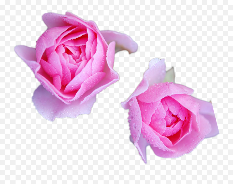 Rosesflowerspringpink Flowerpink Open - Free Image From Garden Roses Png,Transparent Pink Flowers