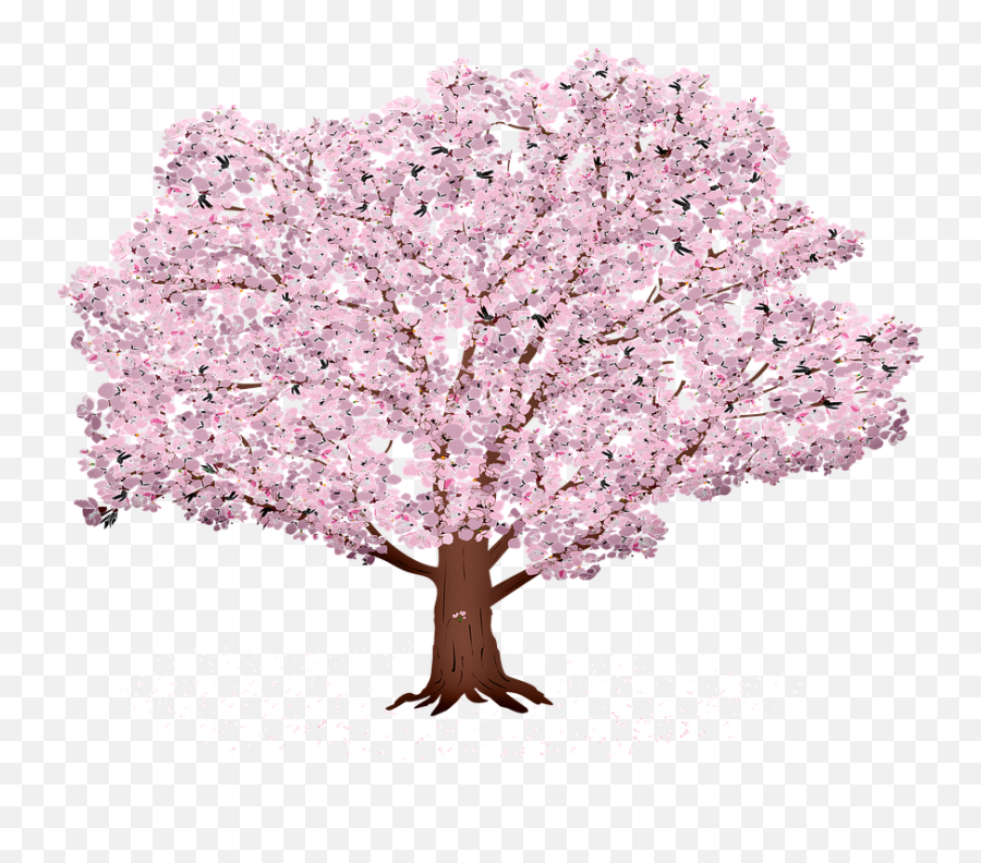 Sakura Tree Background Sunrays - Free Image On Pixabay Cherry Blossom Png,Sakura Png