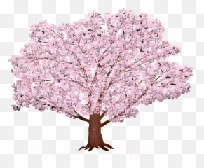 Sakura Tree Background Sunrays - Free image on Pixabay Cherry Blossom png