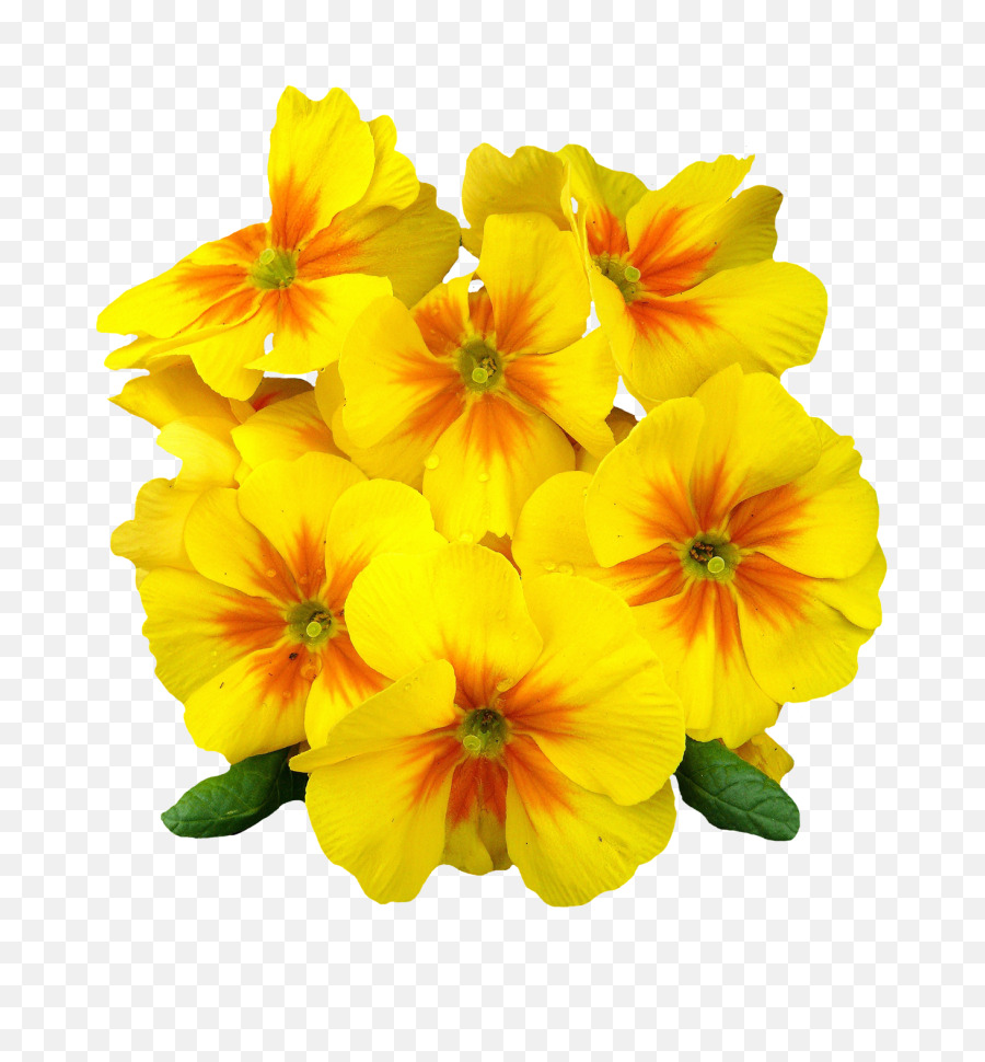Png Format Images Of Flowers - Primrose Flower Png,Yellow Flower Transparent Background