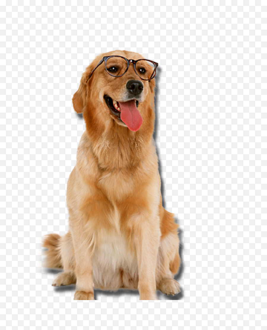 Golden Retriever With Glasses Dogs Png - Golden Retriever,Dogs Png