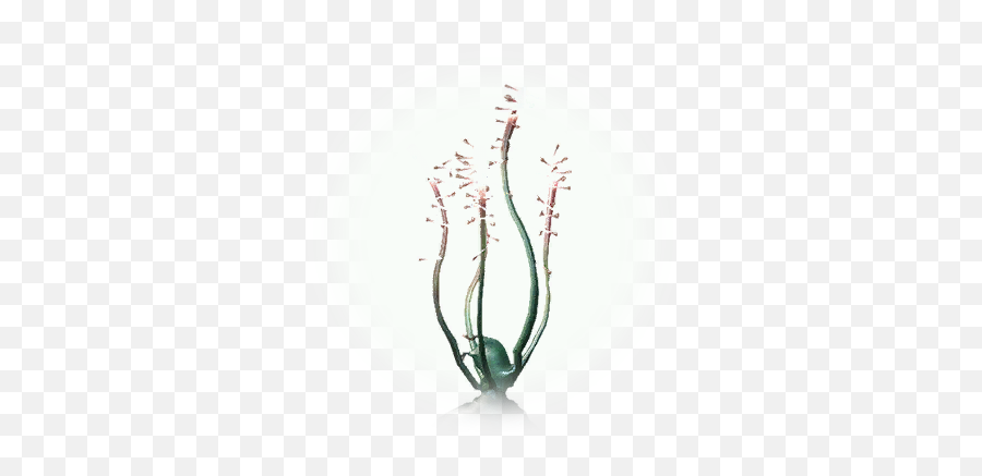 Bdo Poisonous Thorn Tentacle Knowledge Database - Still Life Photography Png,Thorn Icon