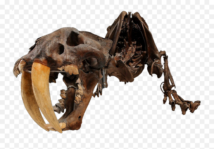 David H Koch Hall Of Fossils - Deep Time Smithsonian David H Koch Hall Of Fossils Png,Dinosaur Skull Png