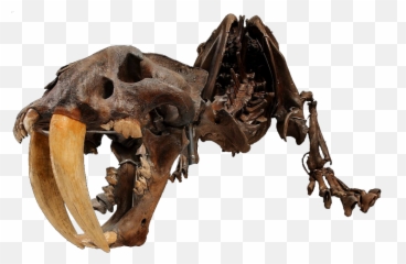 David H Koch Hall Of Fossils - Deep Time Smithsonian David H Koch Hall Of Fossils Png,Dinosaur Skull Png