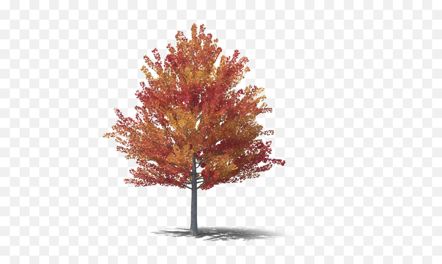 Fall Tree Png Free Download Mart - Fall Trees Png,Free Tree Png