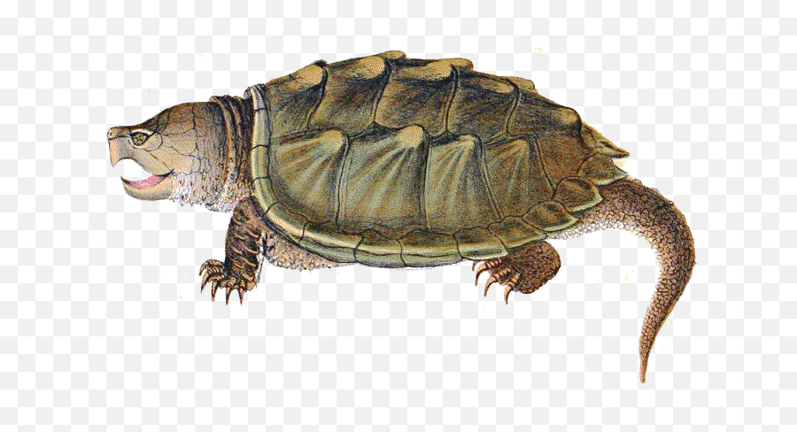 Snapping Turtle Png Transparent Images All - Snapping Turtle Transparent Background,Alligator Transparent Background