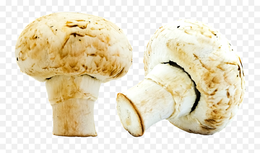 Mushroom Png Image With Transparent Background Arts - Portable Network Graphics,Mushroom Png