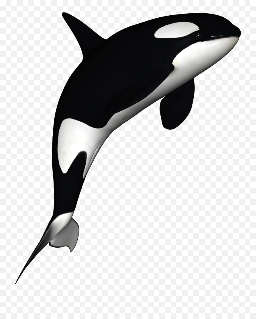 Orca Whale Png - Killer Whale Transparent Background,Orca Png