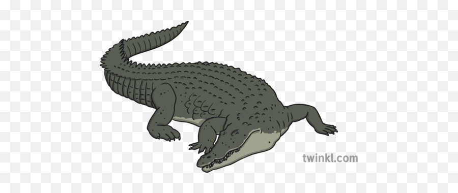 Chinese Alligator Illustration - Twinkl American Crocodile Png,Aligator Png
