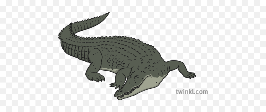 chinese alligator illustration twinkl american crocodile png free transparent png images pngaaa com pngaaa com