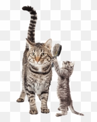 Dog - Andcatgrooming U2013 Leright Bit Of Class Cat And Doggrooming Png,Dog And Cat Png