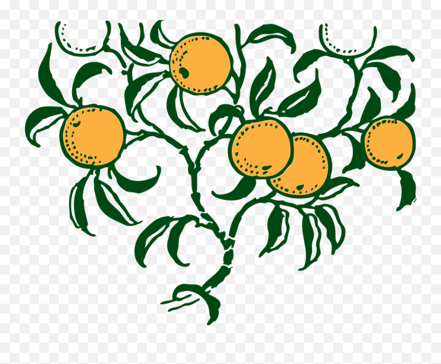 Download Hd Lemon Tree Clipart 26 Buy Clip Art - Oranges On Orange Tree Graphic Png,Lemon Tree Png