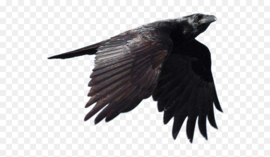 Crow Png Picture - Transparent Background Flying Crow Png,Crow Transparent