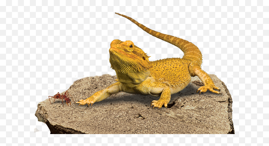 Download Bearded Dragon Transparent Background Hq Png Image - Bearded Dragon Facts National Geographic,Cool Transparent Background