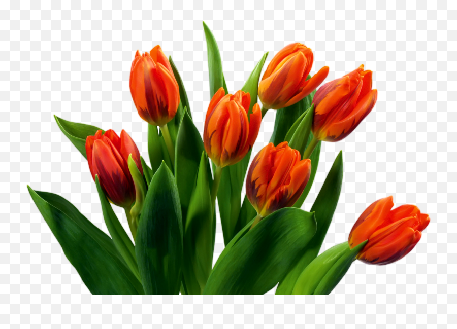 Tulip Flower Png Images Free Gallery - Transparent Background Bouquet Of Flowers,Yellow Flower Png