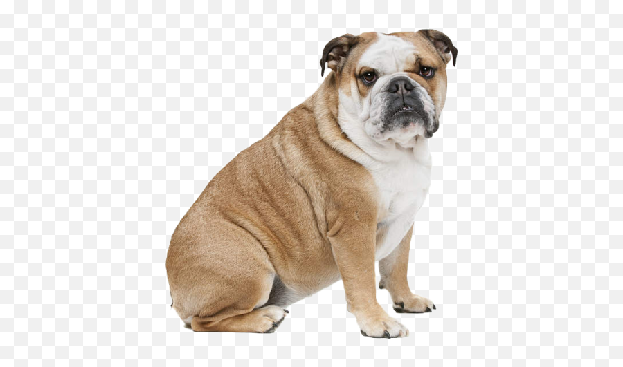 English Bulldog Png - Bulldog Png,Bulldog Transparent