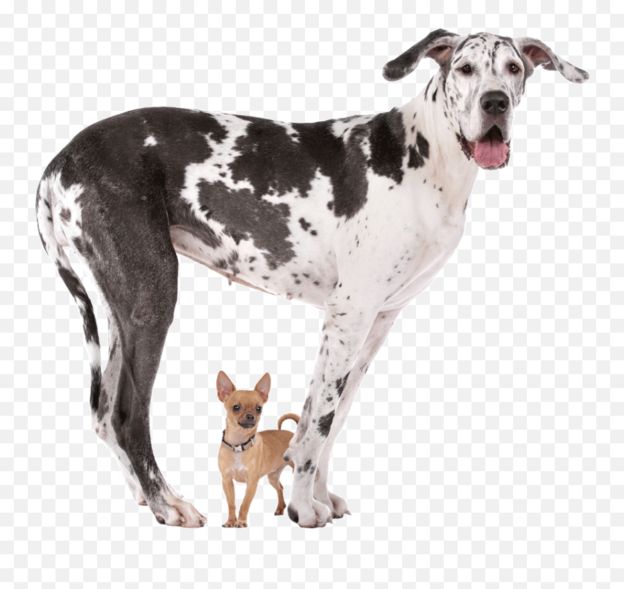 South Bark Dog Wash - Chihuahua And Big Dog Png,Great Dane Png