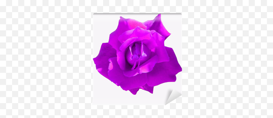 Purple Rose Wall Mural U2022 Pixers - We Live To Change Hybrid Tea Rose Png,Purple Rose Png